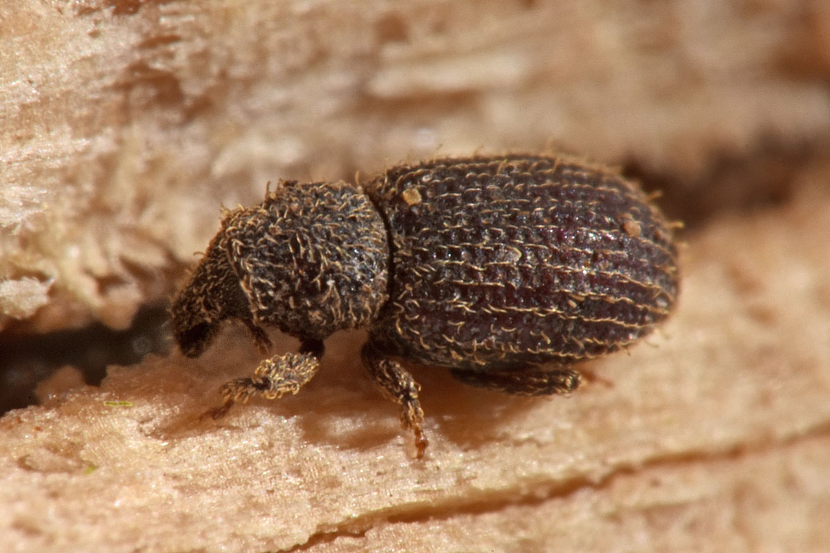 Curculionidae: Echinomorphus ravouxi